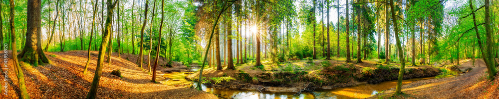 Fototapeta premium Lasowa panorama z strumykiem i słońcem