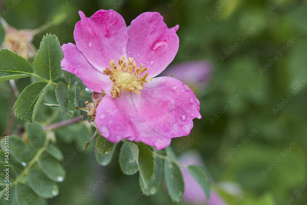 Fototapeta premium foedita a pink flower blossomed in the garden