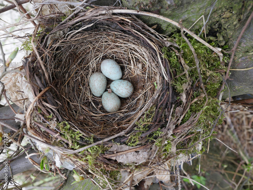 black bird nest with egg
