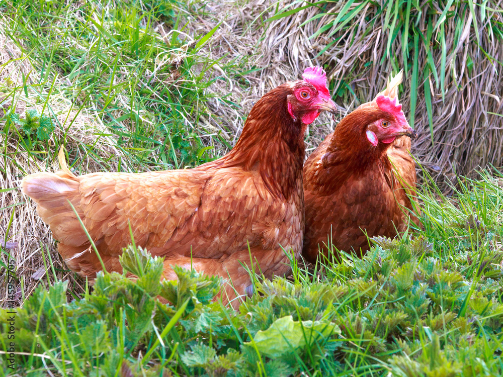 Fototapeta premium Two brown hens are sitting in the grass and looking to the side