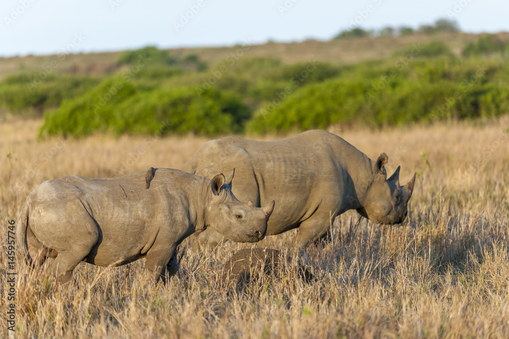 Fototapeta premium Black rhinoceros or hook-lipped rhinoceros (Diceros bicornis) cow and calf. KwaZulu Natal. South Africa