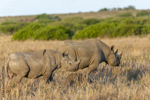 Black rhinoceros or hook-lipped rhinoceros (Diceros bicornis) cow and calf. KwaZulu Natal. South Africa