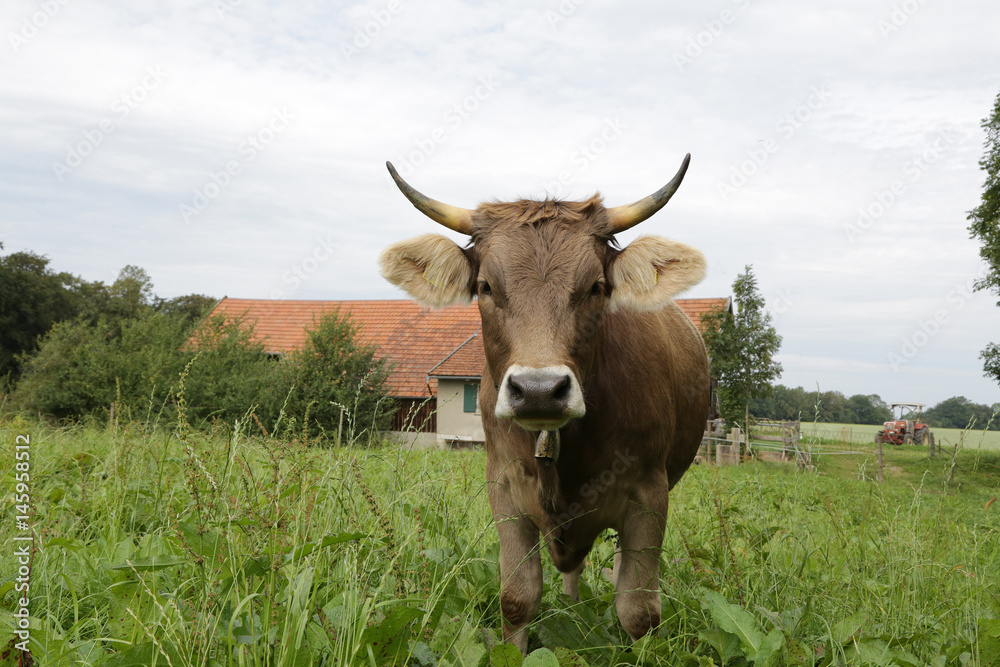 Kuh mit Hörnern auf der Weide
