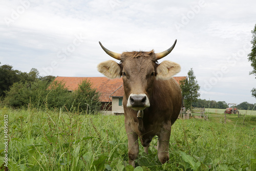 Fototapeta Naklejka Na Ścianę i Meble -  Kuh mit Hörnern auf der Weide