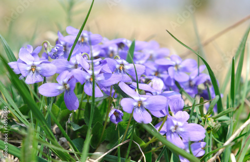 petites fleurs sauvage violette de montagne