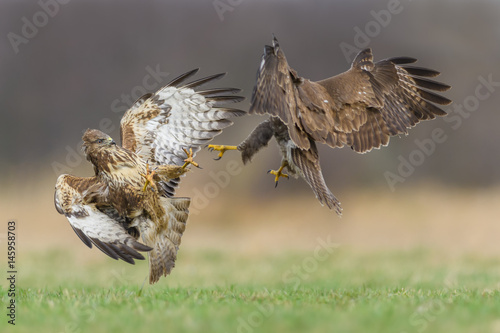 Fight in the meadow / Common Buzzard