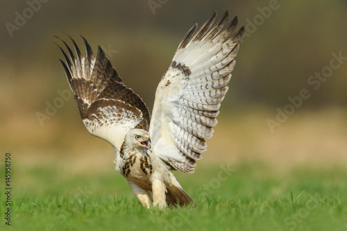Flight over the meadow / Common Buzzard
