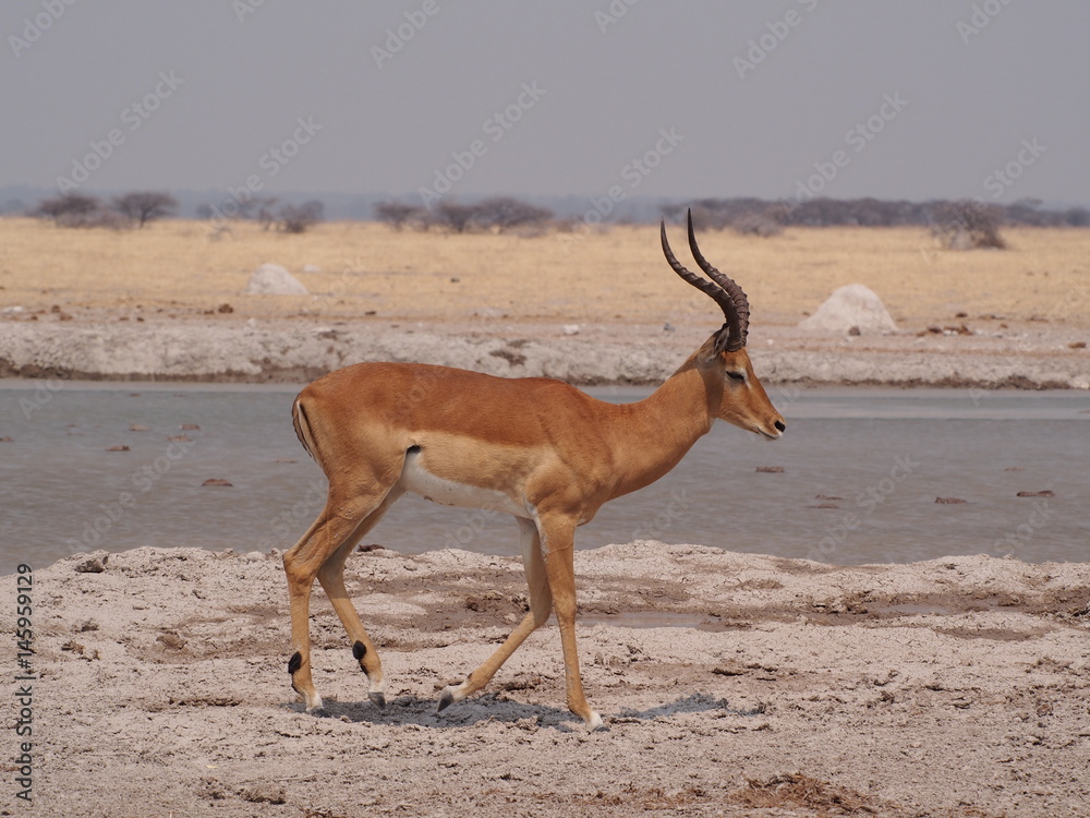 Naklejka premium Botswana