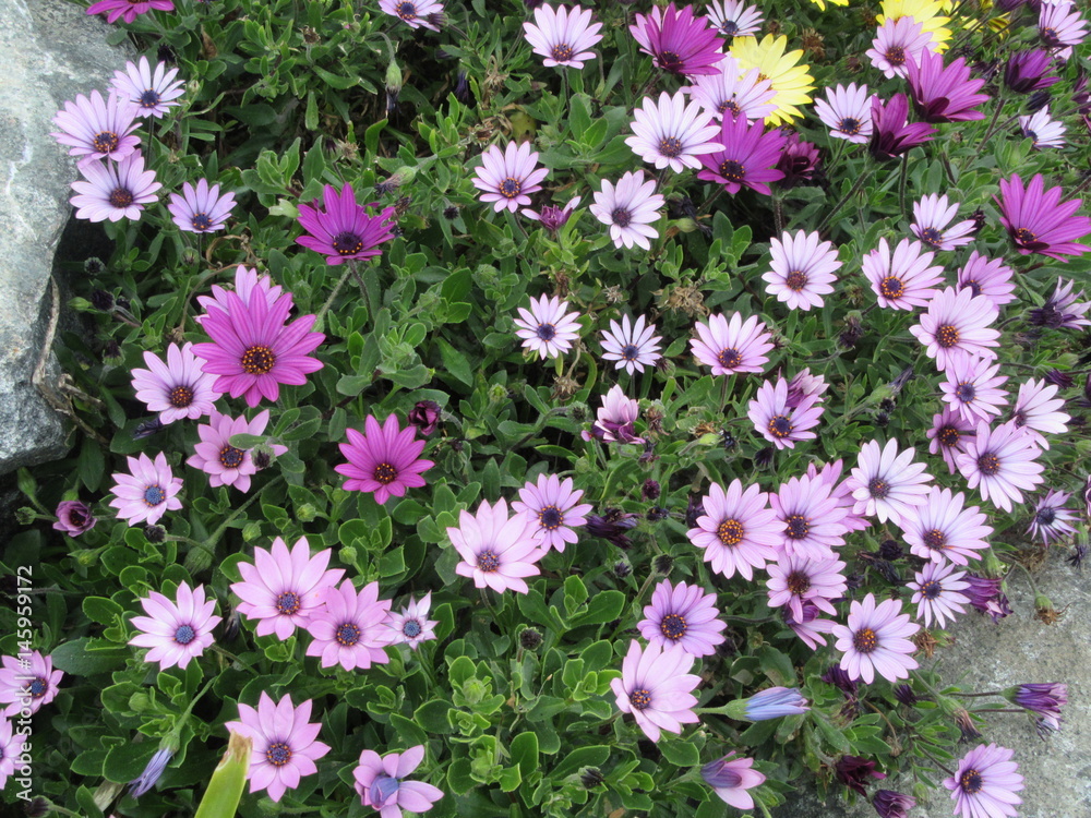 purple osteospermums purple osteospermums