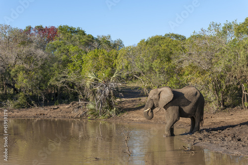 African bush elephant (Loxodonta africana) drinking. KwaZulu Natal. South Africa © Roger de la Harpe