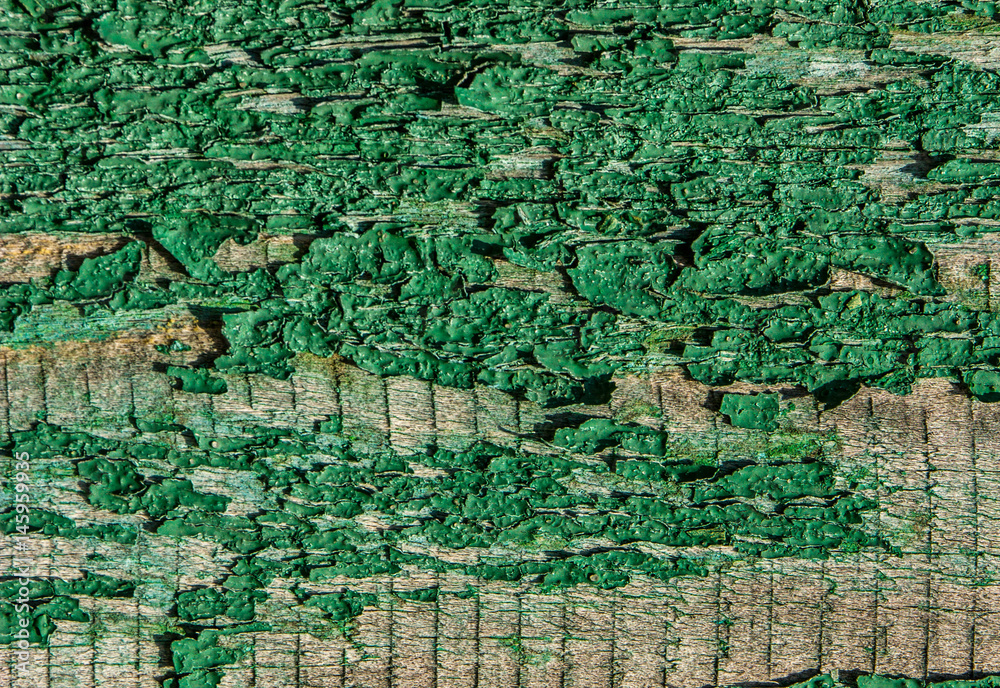 Fototapeta premium wood texture