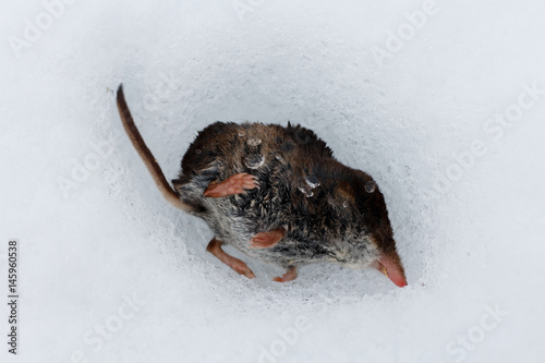 Dead common shrew © indukas