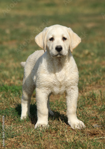 Labrador puppy dog