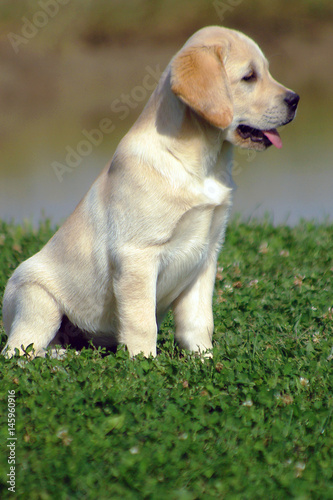 Labrador puppy dog