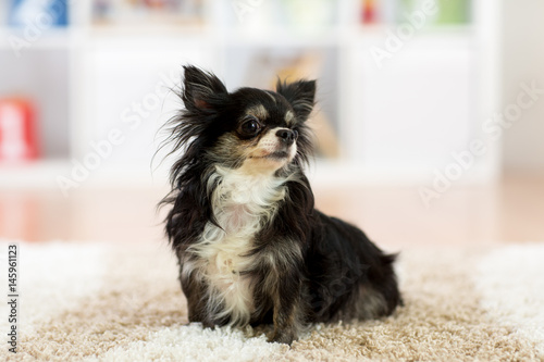 beautiful chihuahua dog ind...
