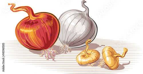 Copper onion and white onion, whole and two onions.