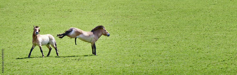 Przewalski Horse in a green grass field Przewalski Horse in a green grass field