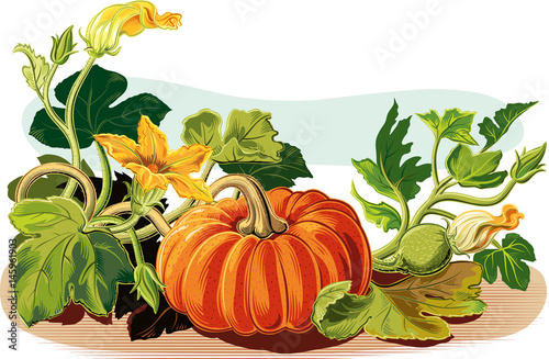 pumpkin plant, with some flowers, leaves and a ripe pumpkin.
