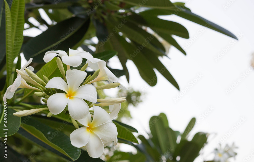 Fototapeta premium plumeria