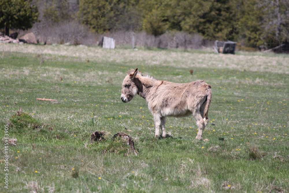 Small donkey in a large green pasture in the spring season.
Small donkey in a large green pasture in the spring season.