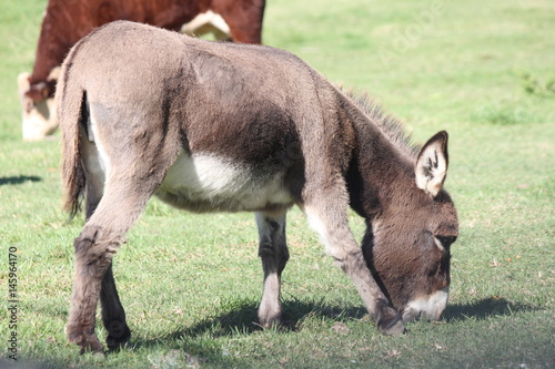 Miniature Donkey’s in an enclosed corral with cows. They are ideal farm guard animals