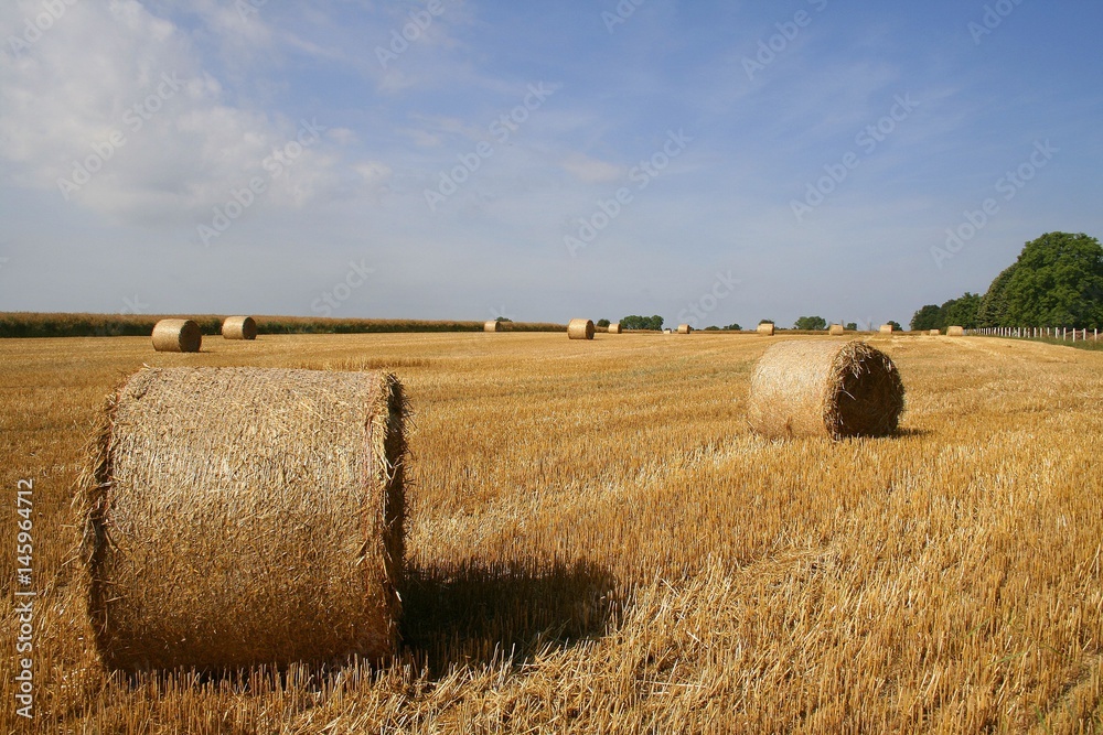 Haystack in wheat field
