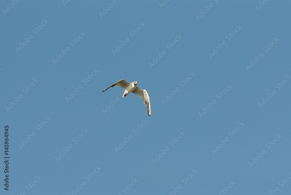 Obraz premium seagull