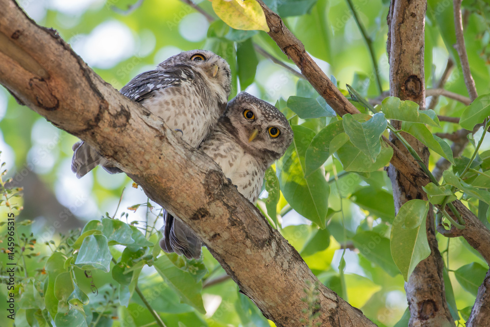 Couple of Spotted Owlet