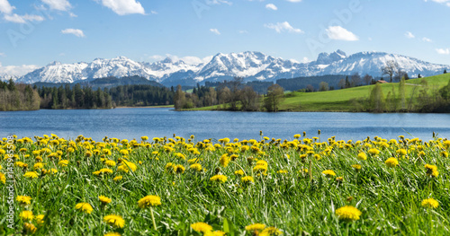 Beautiful flower meadow at alpine lake and snow covered mountains.
