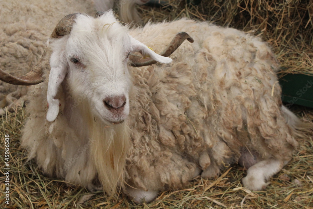Naklejka premium smily sheep