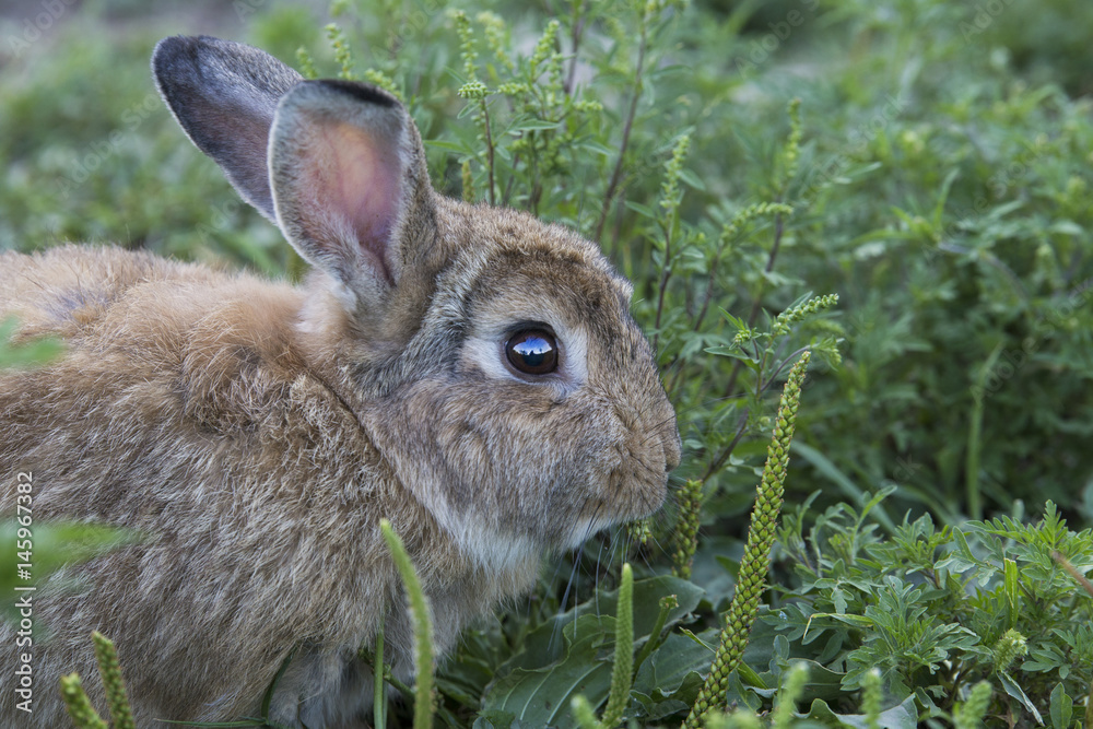 Fototapeta premium Domestic rabbit