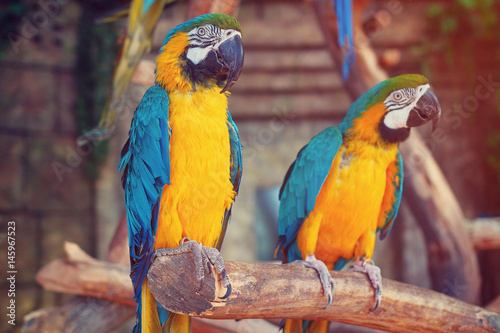 Parrots in the jungle. Blue-and-Yellow Macaw (Ara ararauna)