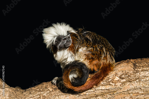 Cotton-top tamarin (Saguinus oedipus) sitting on a tree trunk on a black background photo