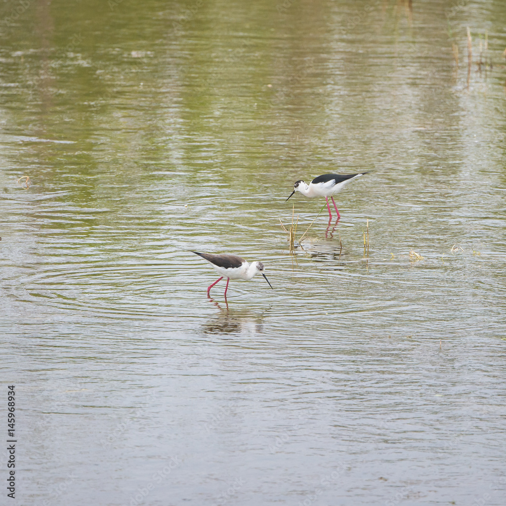 Obraz premium Black-winged Stilt, Himantopus himantopus