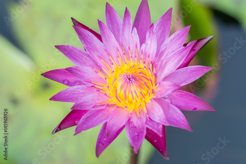 beautiful purple lotus background concep.