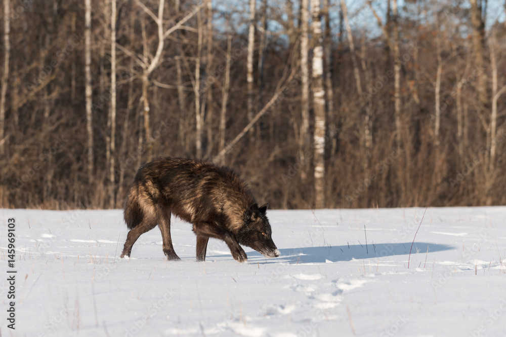 Black Phase Grey Wolf (Canis lupus) Nose Down in Snowy Field Black Phase Grey Wolf (Canis lupus) Nose Down in Snowy Field