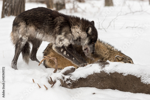 Black Phase Grey Wolf (Canis lupus) Tears Hide of Deer Carcass © hkuchera