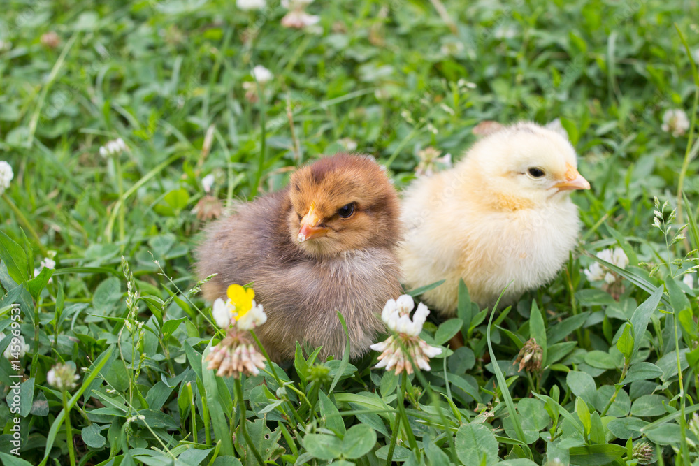 little chicks in the grass little chicks in the grass
