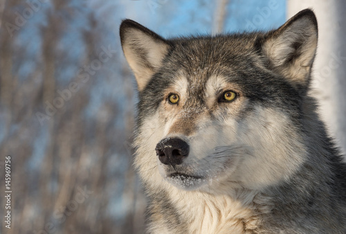 Grey Wolf (Canis lupus) Face Ears Forward © hkuchera