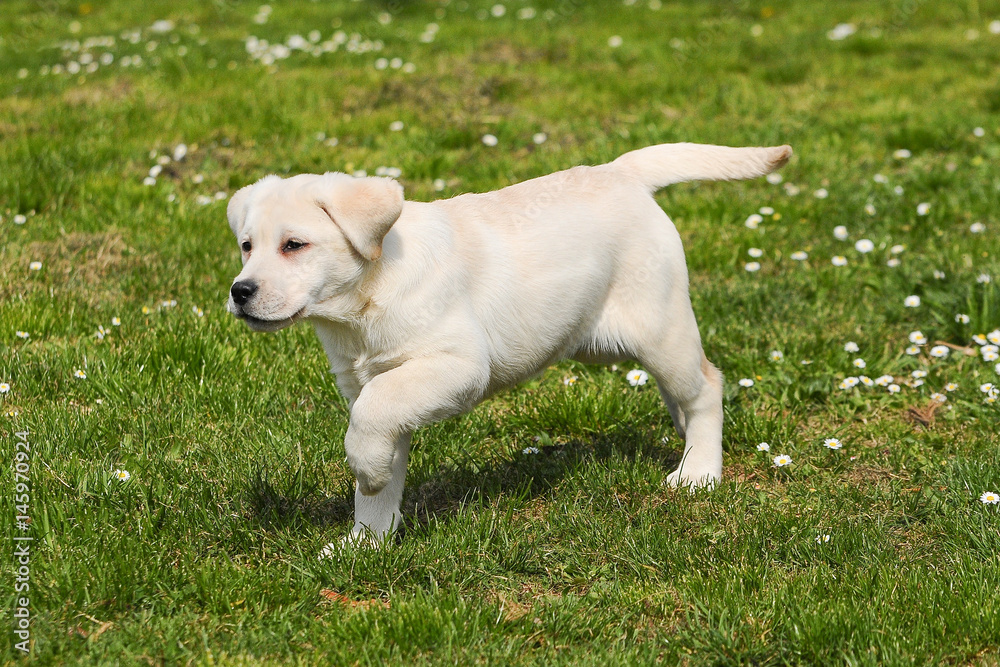 Yellow labrador retriever puppy dog portrait. Yellow labrador retriever puppy dog portrait.