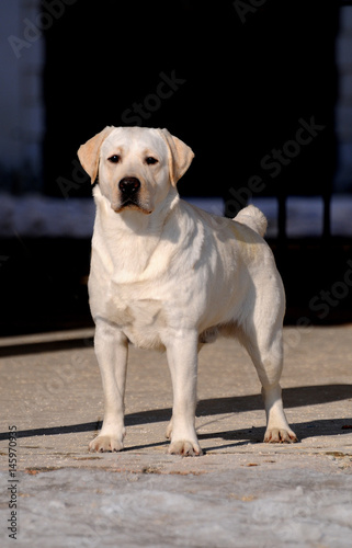 Yellow labrador retriever dog portrait.
