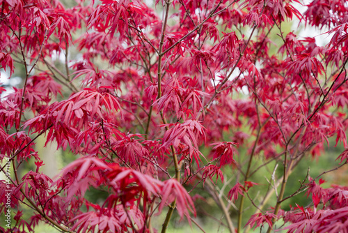 red leaves of a tree for backgrounds