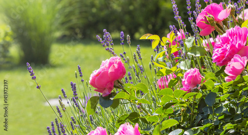 pink roses in house garden - Gartenrosen im Hausgarten