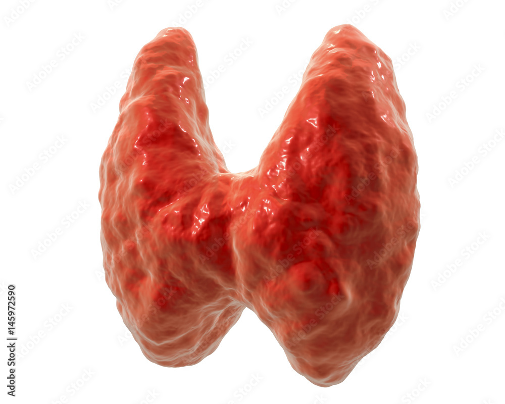 Thyroid gland isolated on white background, 3D illustration Thyroid gland isolated on white background, 3D illustration