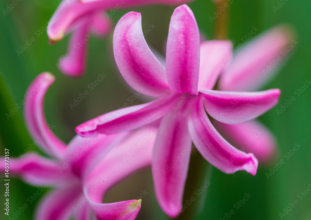 Pink Hyacinth Bloom