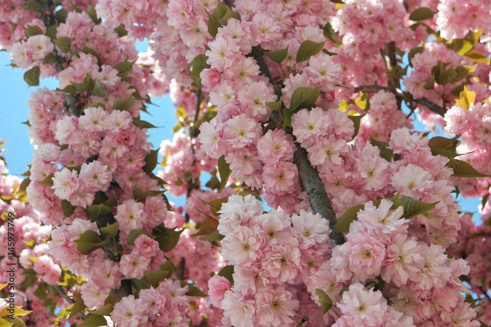 Oriental cherry tree in flowers         