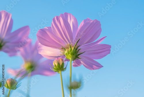 Close-up of pink cosmos flowers in the meadow with blue sky backgrounds  giving a fresh feeling and tranquil  Low angle view with copy space for text and idea.