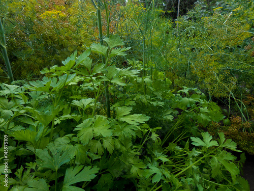  Close up background with yellow flowers on flowering dill herb in garden