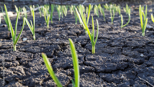 Obraz na płótnie Young small green sprouts on an empty bare ground