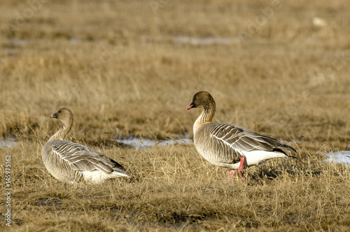 Oie à bec court, .Anser brachyrhynchus, Pink footed Goose, Spitzberg, Svalbard, Norvège photo